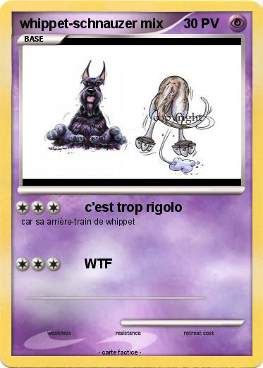 Pokemon whippet-schnauzer mix