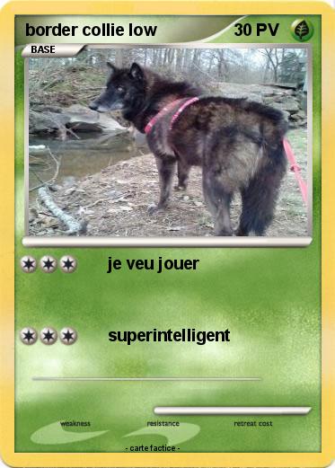 Pokemon border collie low