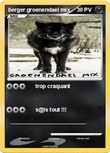 Pokemon berger groenendael mix
