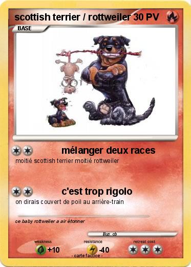 Pokemon scottish terrier / rottweiler