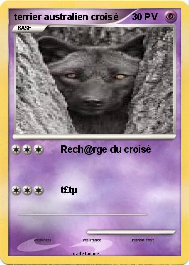 Pokemon terrier australien croisé