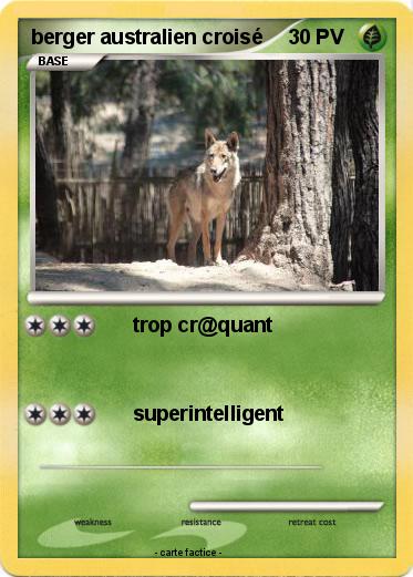 Pokemon berger australien croisé