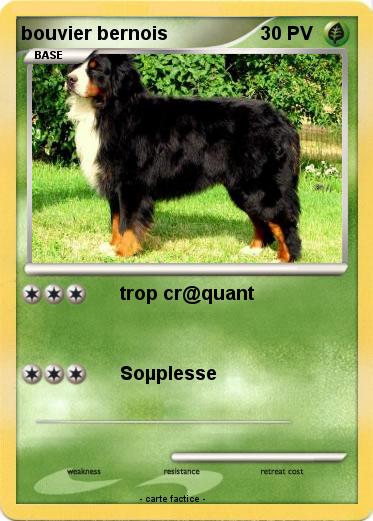 Pokemon bouvier bernois