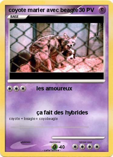 Pokemon coyote marier avec beagle