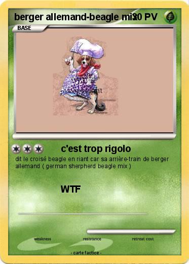 Pokemon berger allemand-beagle mix