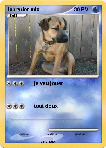 Pokemon labrador mix