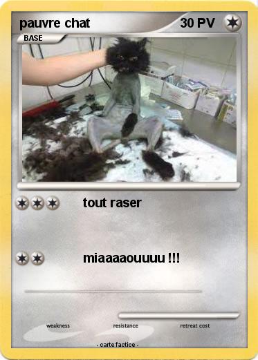 Pokemon pauvre chat