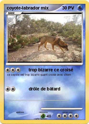 Pokemon coyote-labrador mix