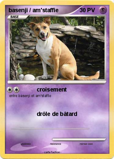 Pokemon basenji / am'staffie