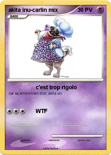 Pokemon akita inu-carlin mix