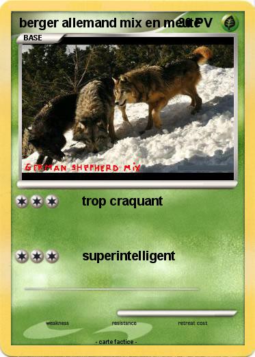 Pokemon berger allemand mix en meute