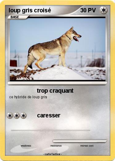 Pokemon loup gris croisé