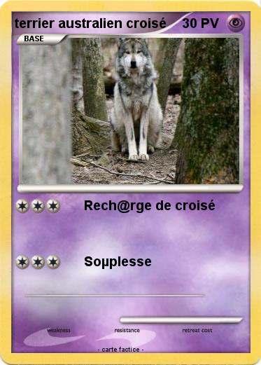 Pokemon terrier australien croisé