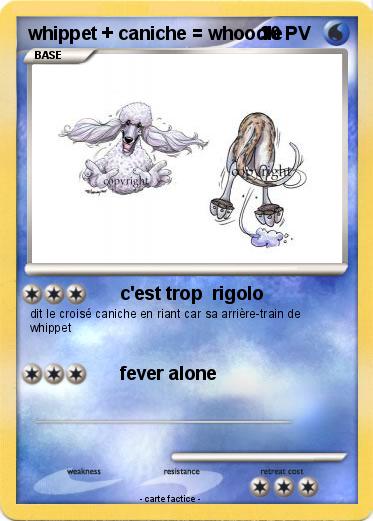 Pokemon whippet + caniche = whoodle