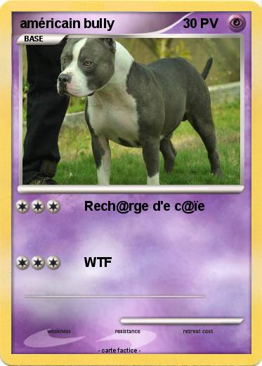 Pokemon américain bully