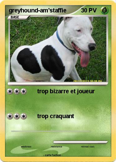 Pokemon greyhound-am'staffie