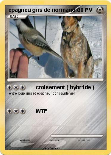 Pokemon epagneu gris de normandie