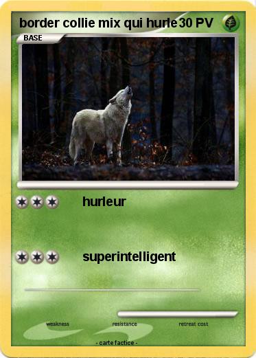 Pokemon border collie mix qui hurle