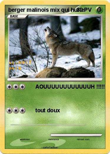 Pokemon berger malinois mix qui hurle