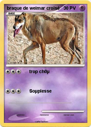 Pokemon braque de weimar croisé