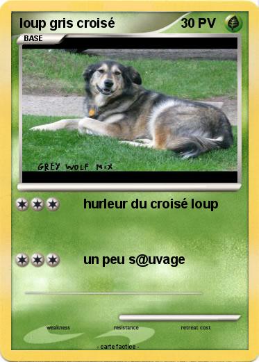 Pokemon loup gris croisé