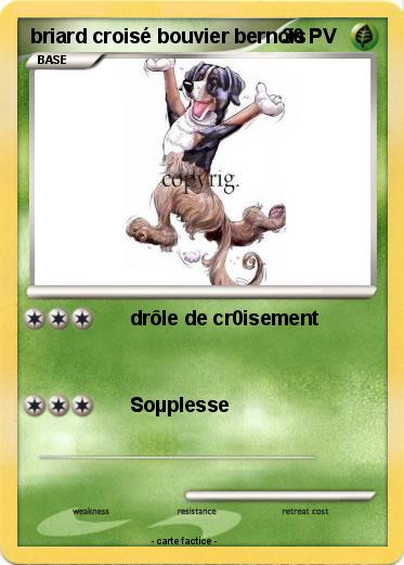 Pokemon briard croisé bouvier bernois