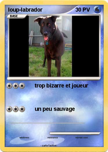 Pokemon loup-labrador