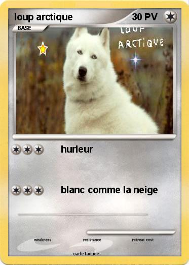 Pokemon loup arctique