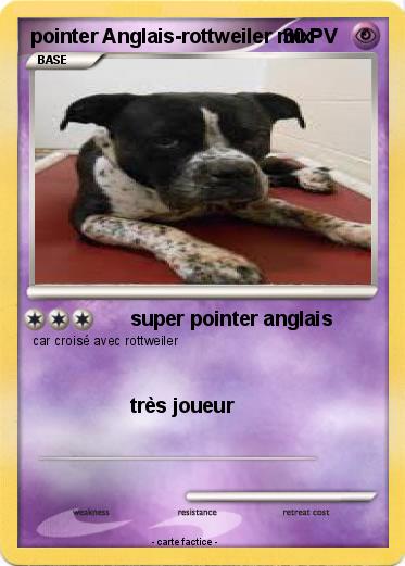 Pokemon pointer Anglais-rottweiler mix
