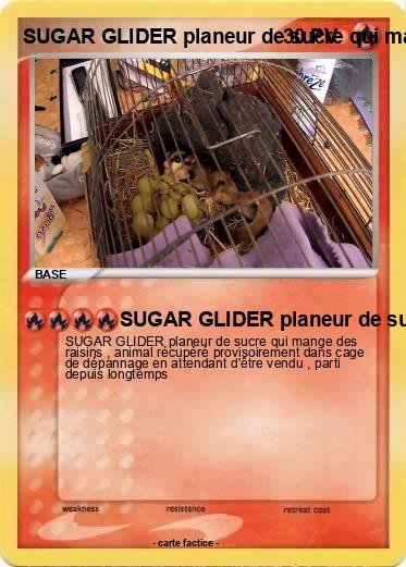 Pokemon SUGAR GLIDER planeur de sucre qui mange des raisins lémurien australien