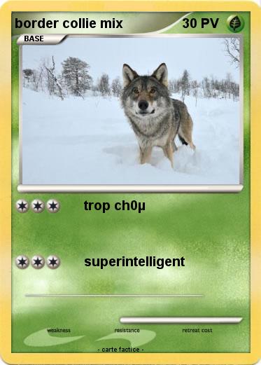 Pokemon border collie mix