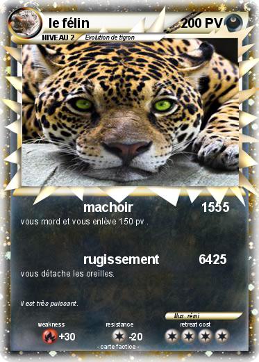 Pokemon le félin