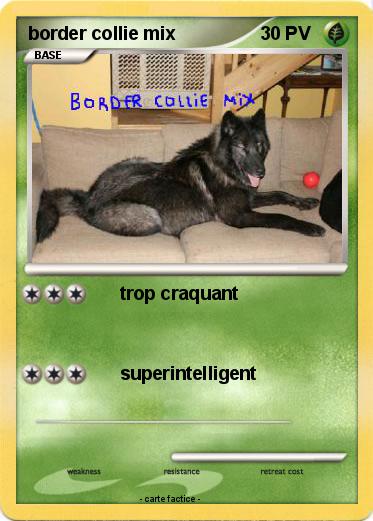 Pokemon border collie mix