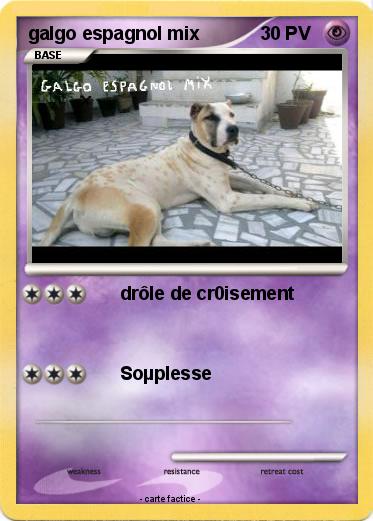 Pokemon galgo espagnol mix