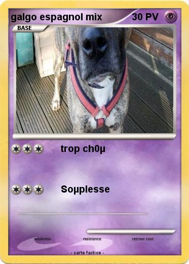 Pokemon galgo espagnol mix