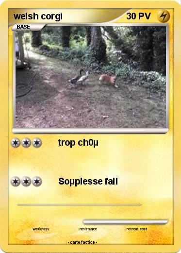 Pokemon welsh corgi