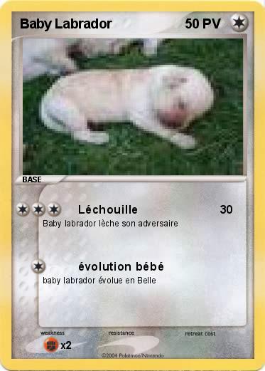 Pokemon Baby Labrador