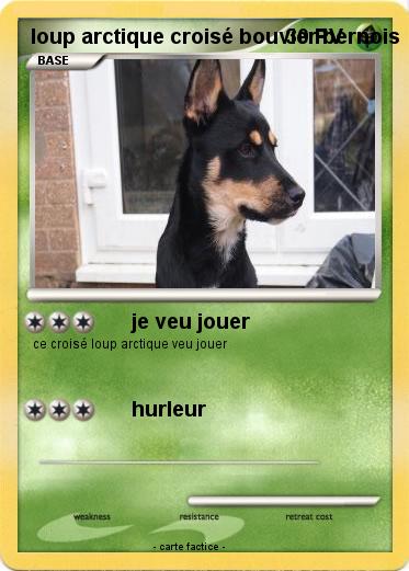 Pokemon loup arctique croisé bouvier bernois