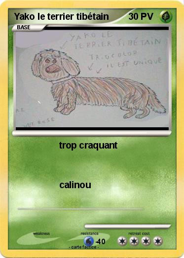 Pokemon Yako le terrier tibétain