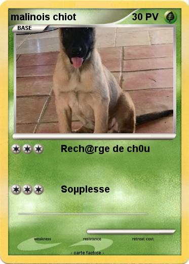 Pokemon malinois chiot