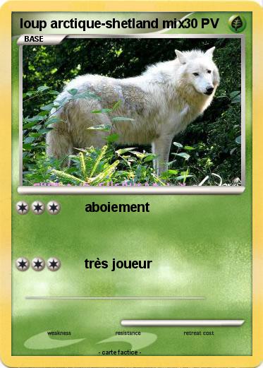 Pokemon loup arctique-shetland mix