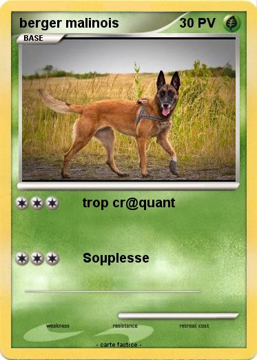 Pokemon berger malinois