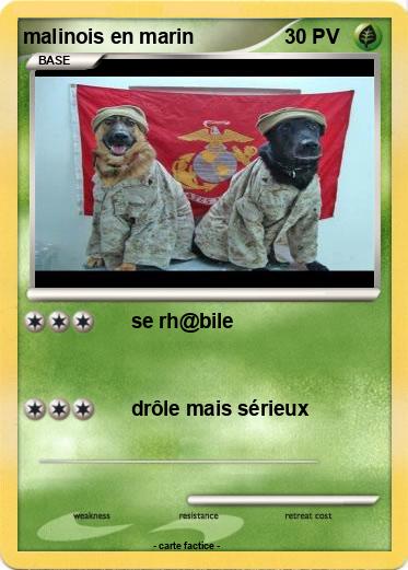 Pokemon malinois en marin