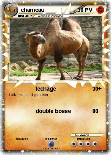 Pokemon chameau