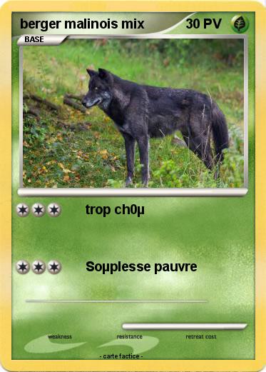 Pokemon berger malinois mix