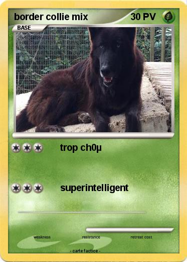 Pokemon border collie mix