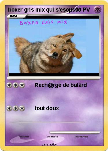Pokemon boxer gris mix qui s'esoµsse