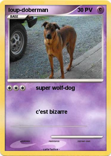 Pokemon loup-doberman