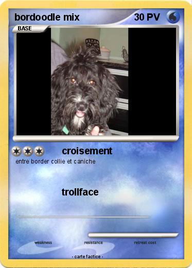 Pokemon bordoodle mix