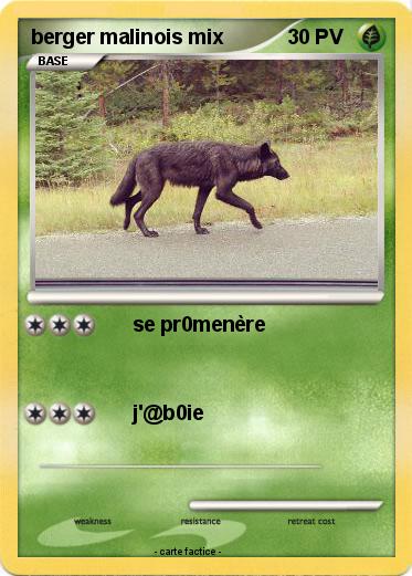 Pokemon berger malinois mix